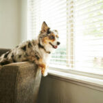 Shot of an adorable Australian shepherd dog sitting on the sofa at home